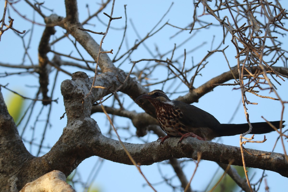 Mésite monias - ML646779134