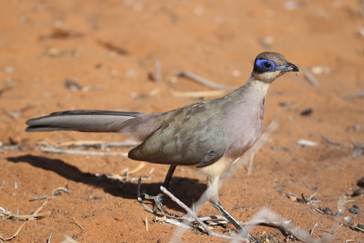 Coua coureur - ML646779135