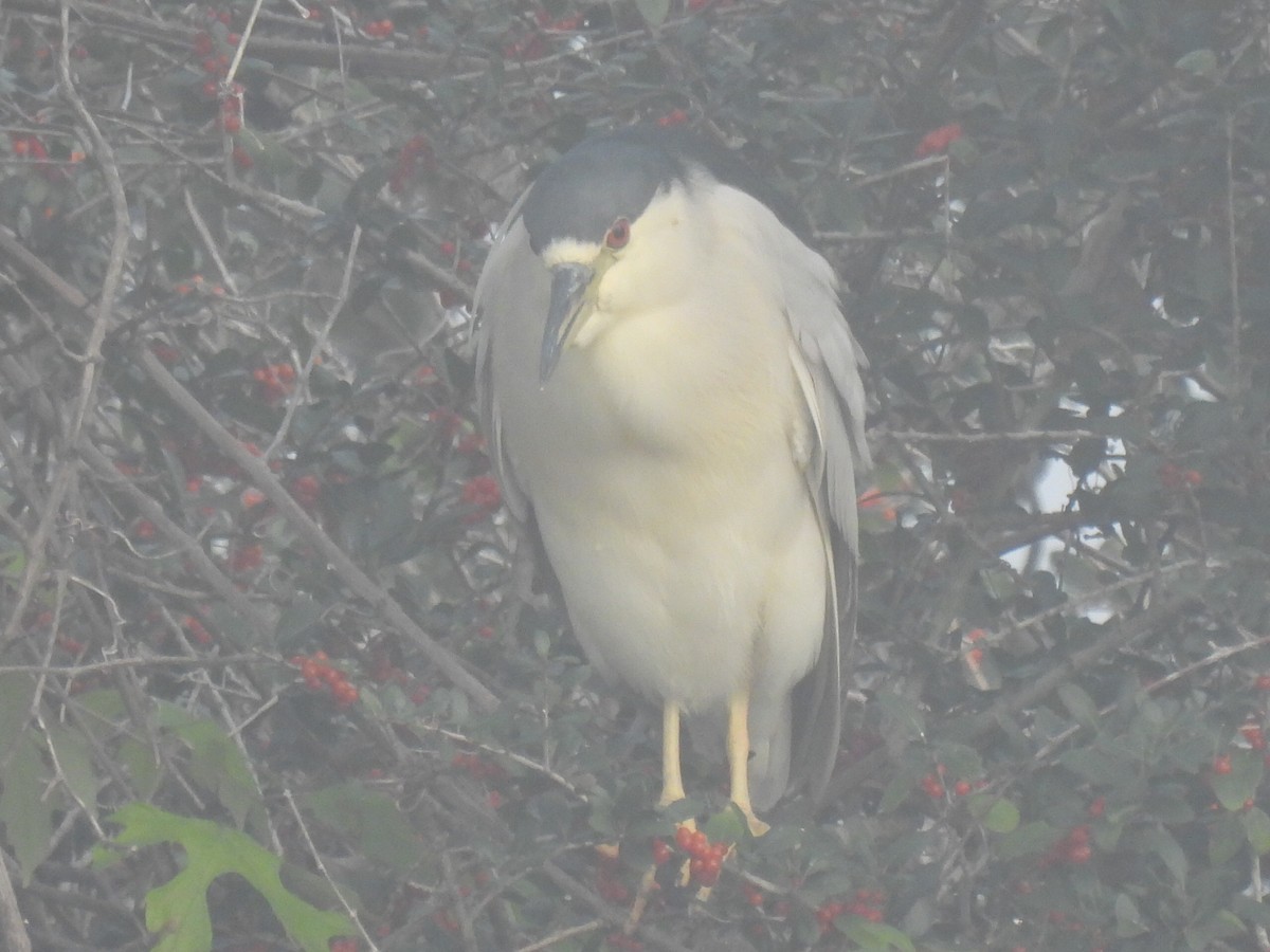 Bihoreau gris - ML646779136