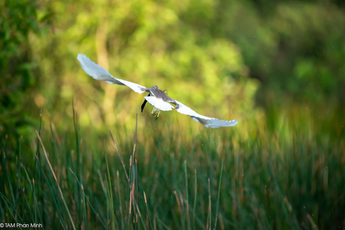 Crabier de Chine - ML646779139