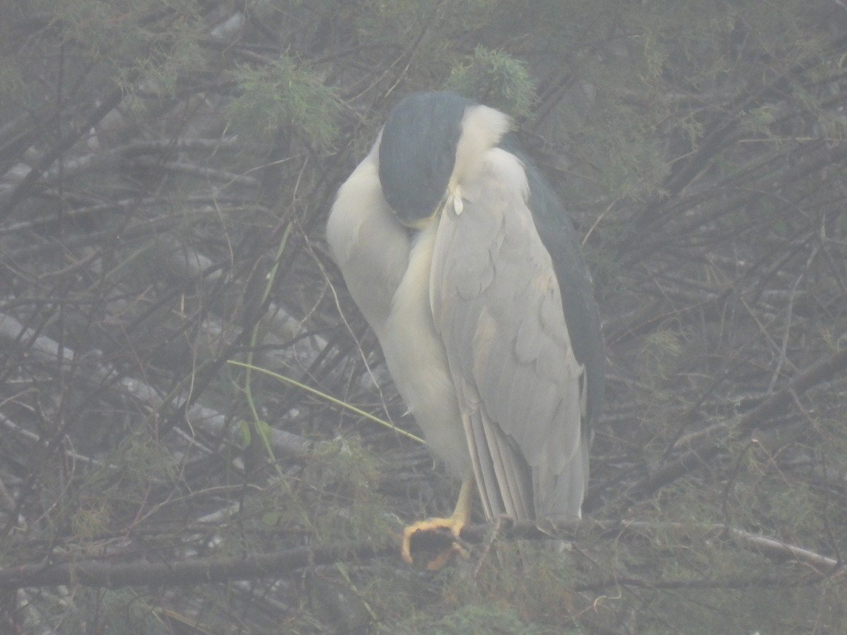 Bihoreau gris - ML646779140