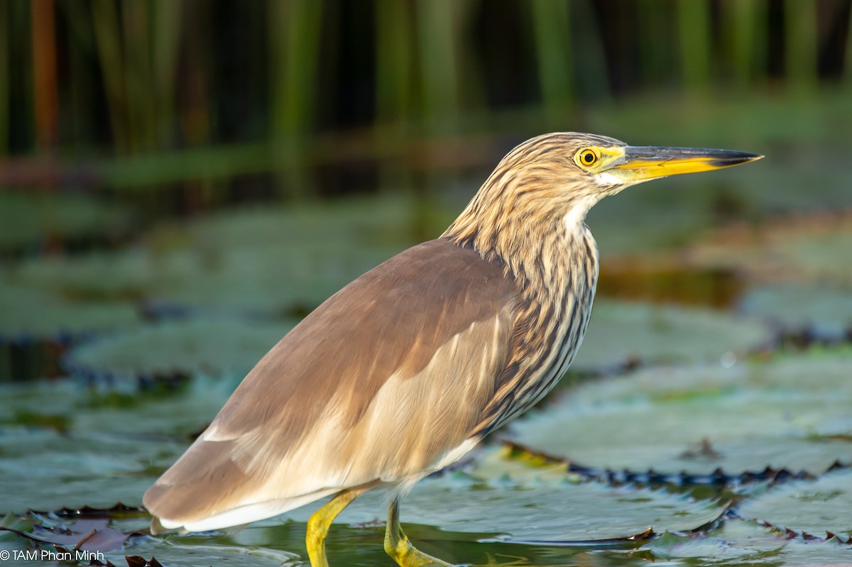 Chinese Pond-Heron - ML646779143