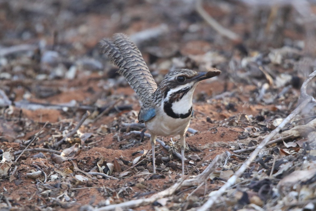 Long-tailed Ground-Roller - ML646779144