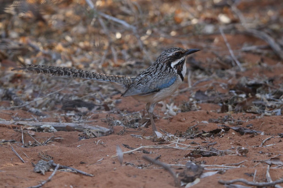 Long-tailed Ground-Roller - ML646779147
