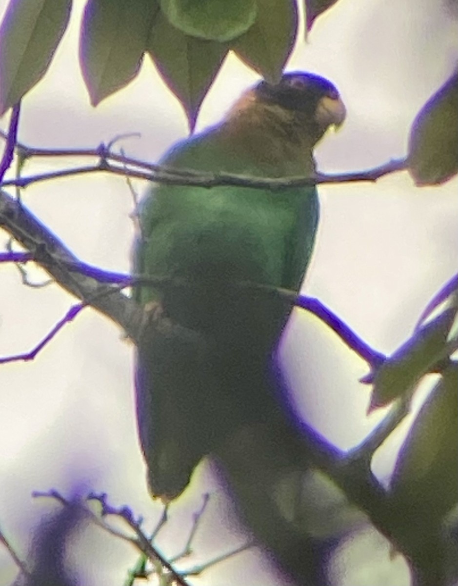 Kaika Papağanı - ML646779150