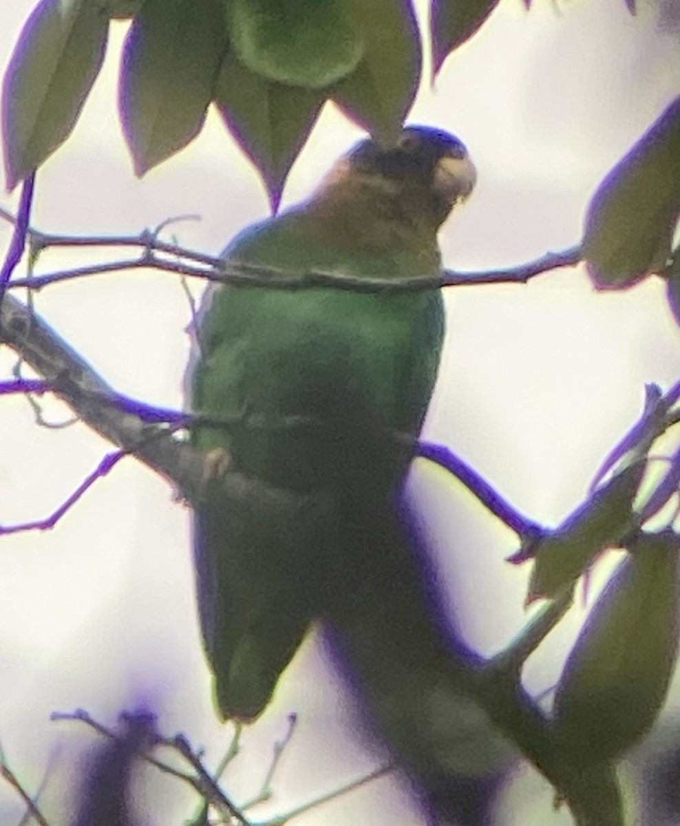 Kaika Papağanı - ML646779151