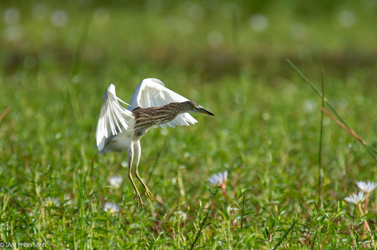 Chinese Pond-Heron - ML646779153