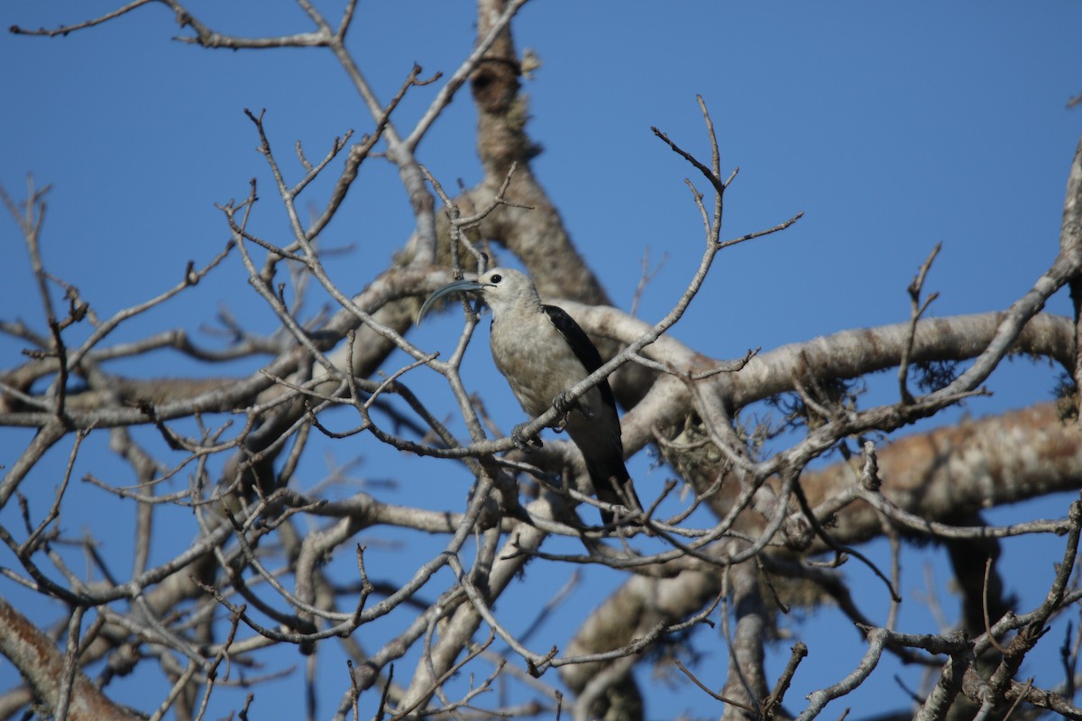 Sickle-billed Vanga - ML646779154
