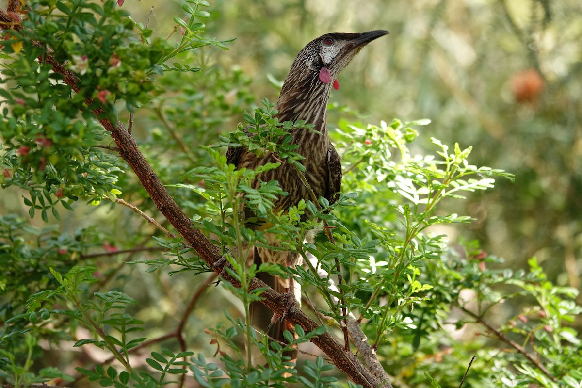 Red Wattlebird - ML646779156