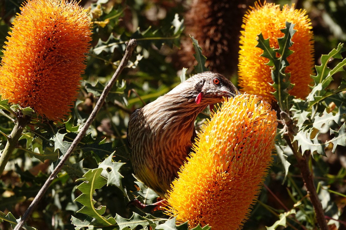 Red Wattlebird - ML646779157