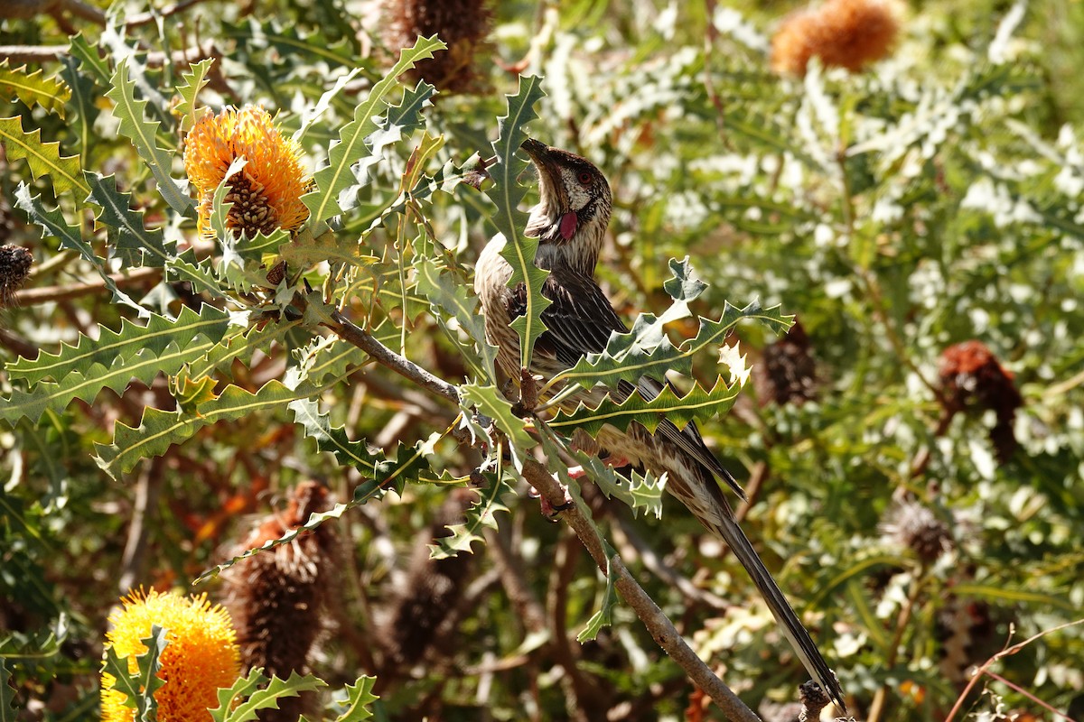 Red Wattlebird - ML646779158