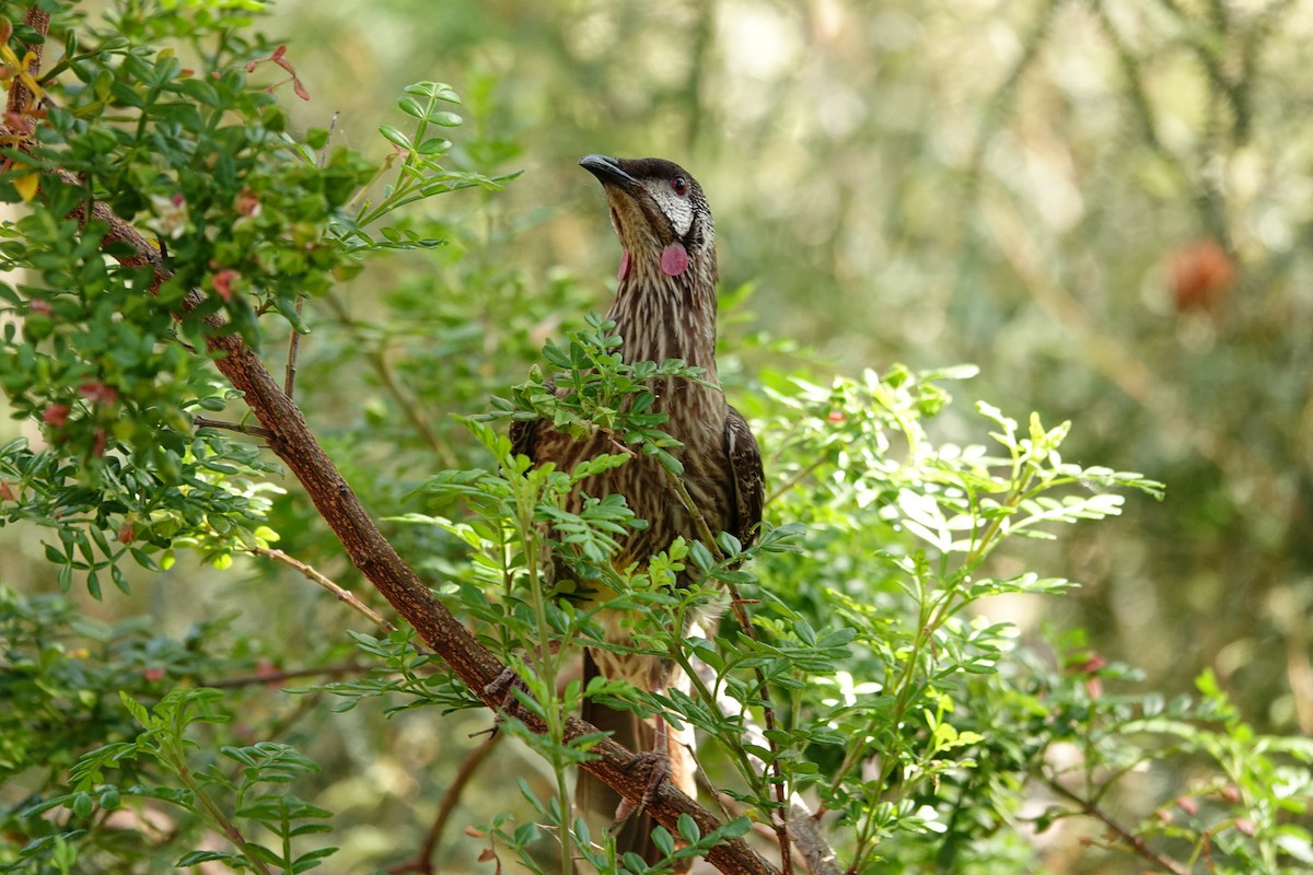 Red Wattlebird - ML646779159