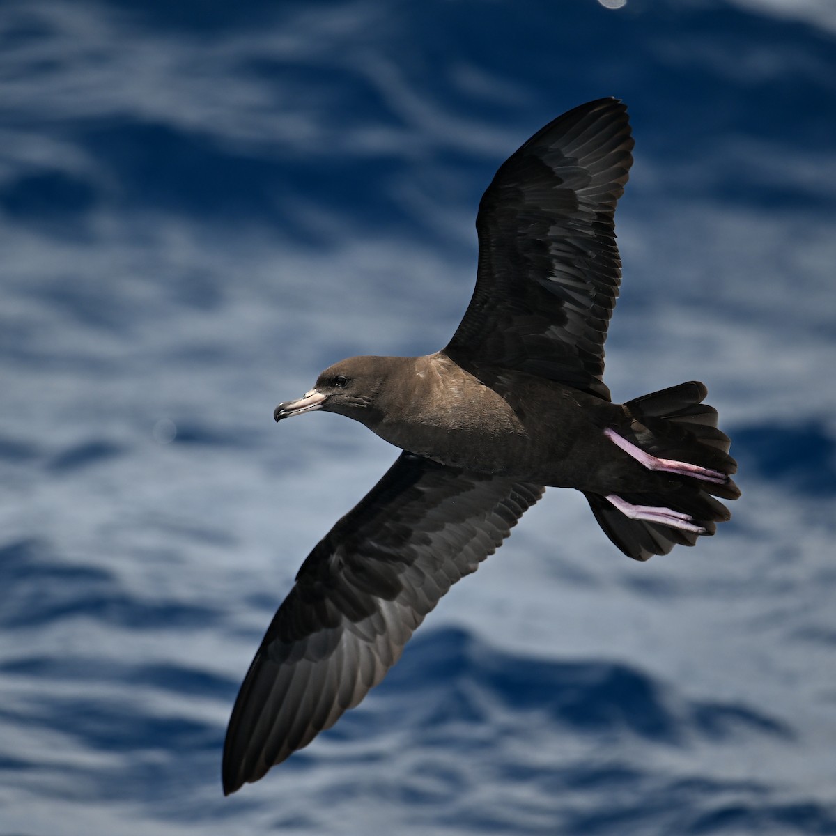 Flesh-footed Shearwater - ML646779161