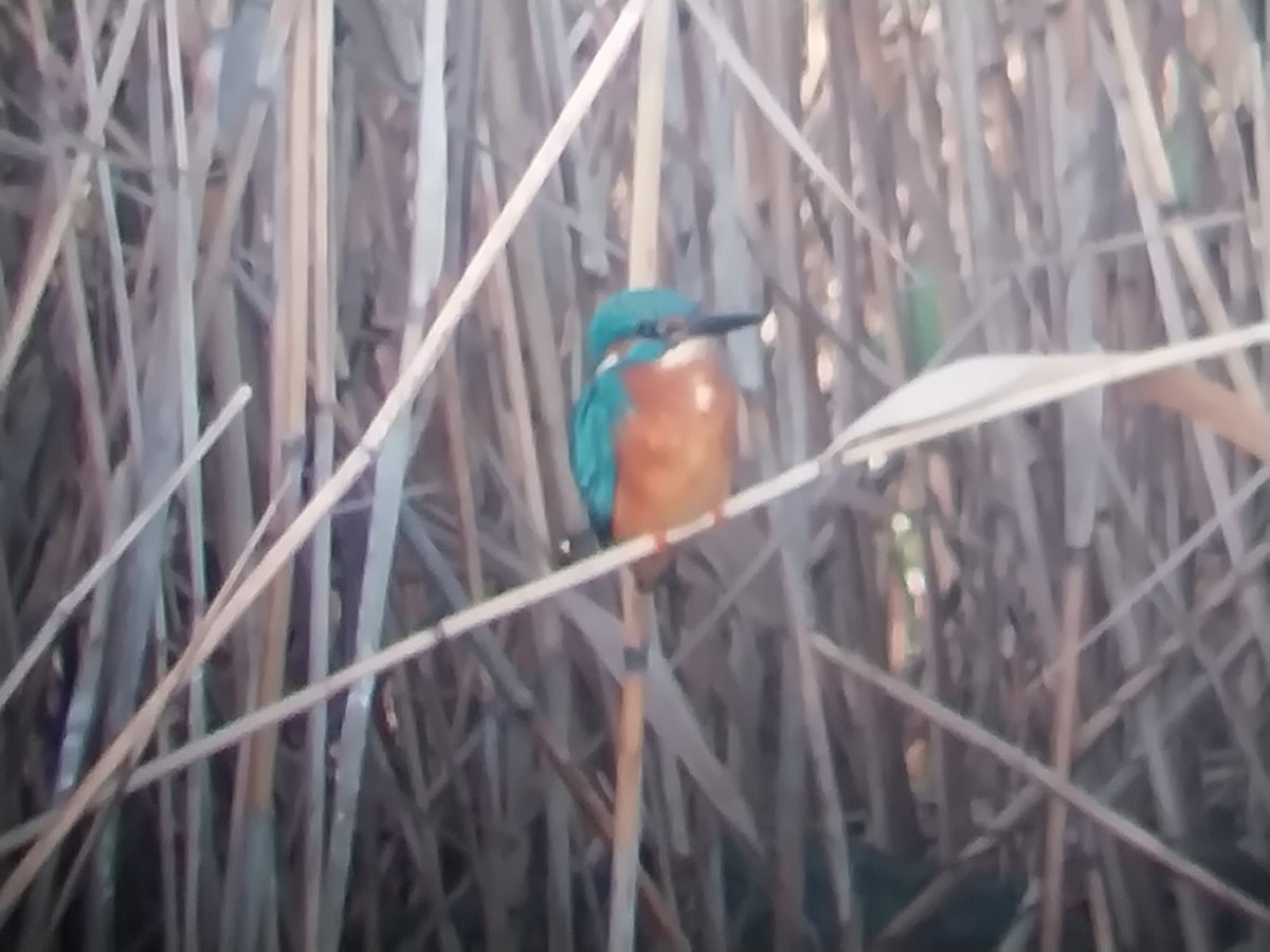 Common Kingfisher - ML646779162
