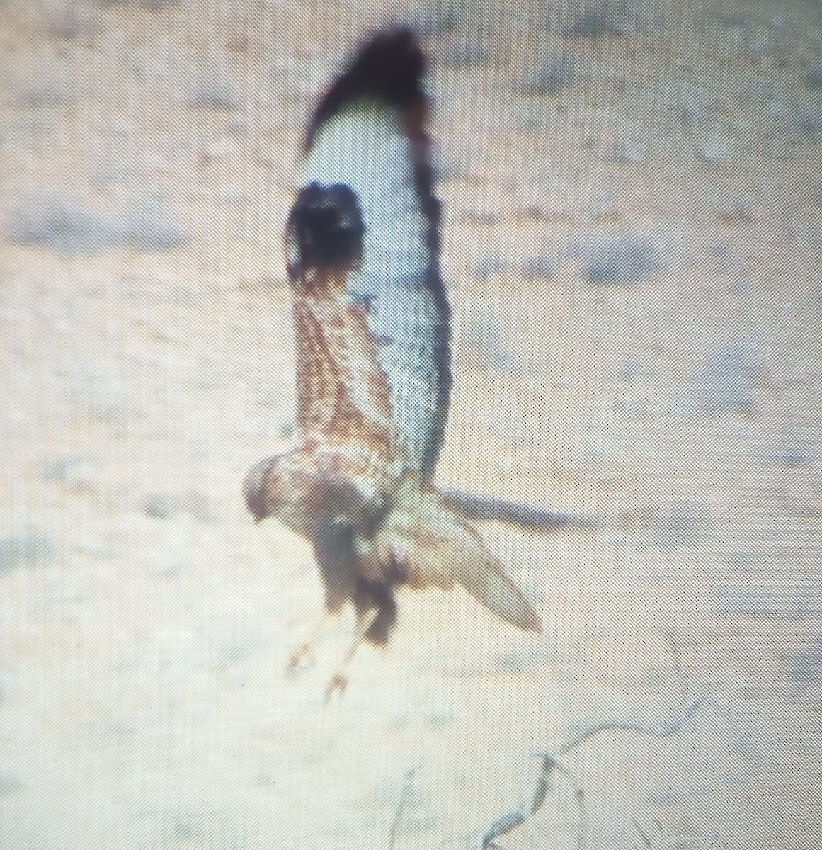 Kızıl Şahin - ML646779164