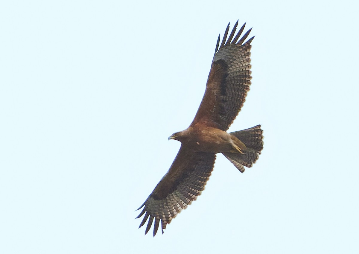 עיט ניצי - ML646779165