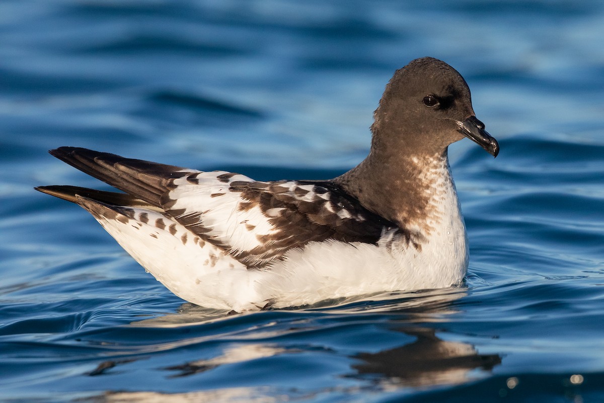 Pintado Petrel - ML646779166