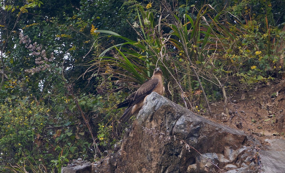 עיט ניצי - ML646779167