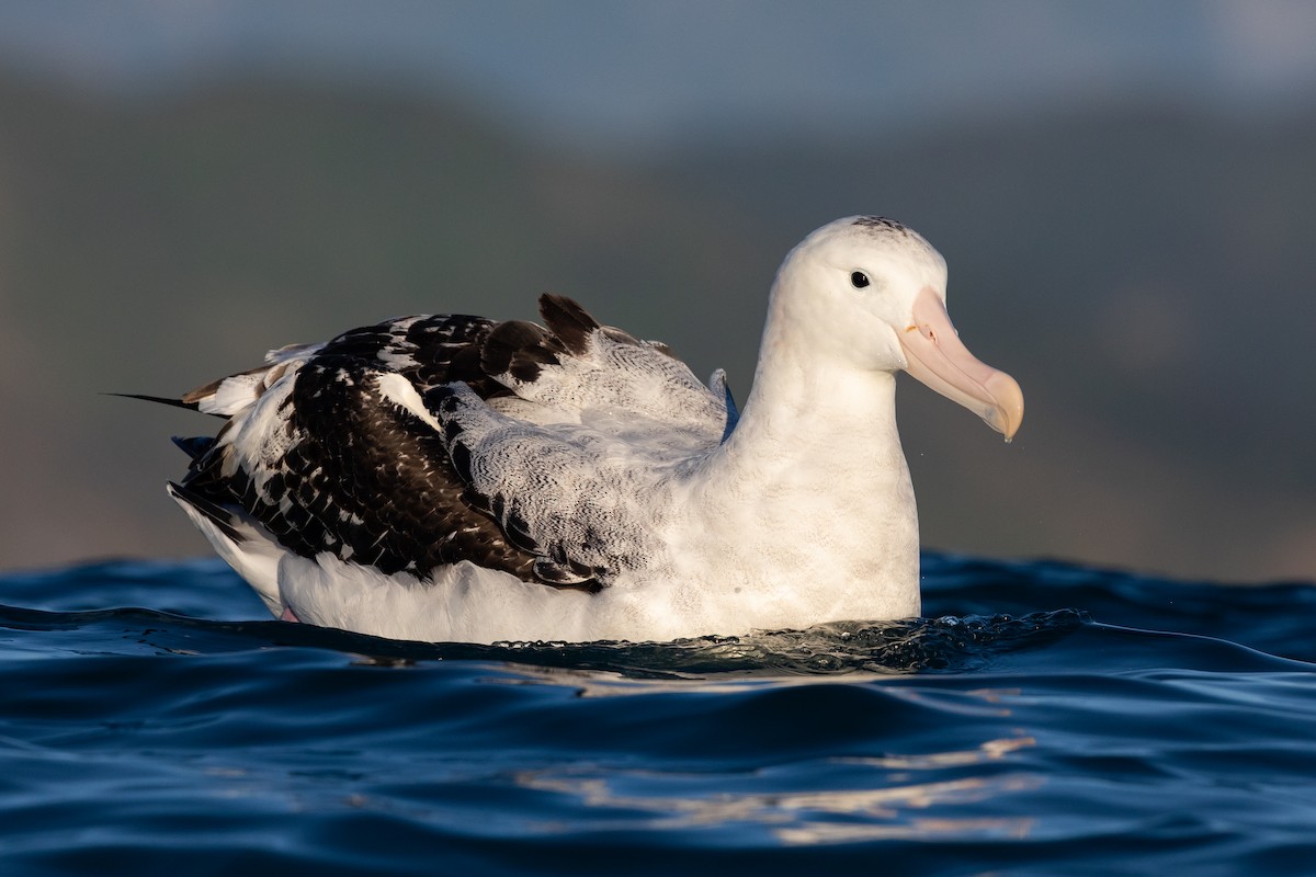 albatross sp. - ML646779168