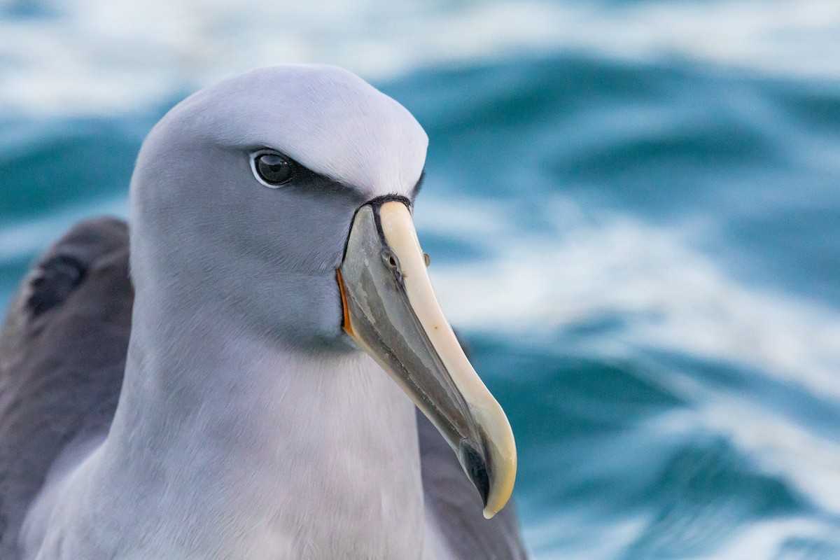 Salvin's Albatross - ML646779169