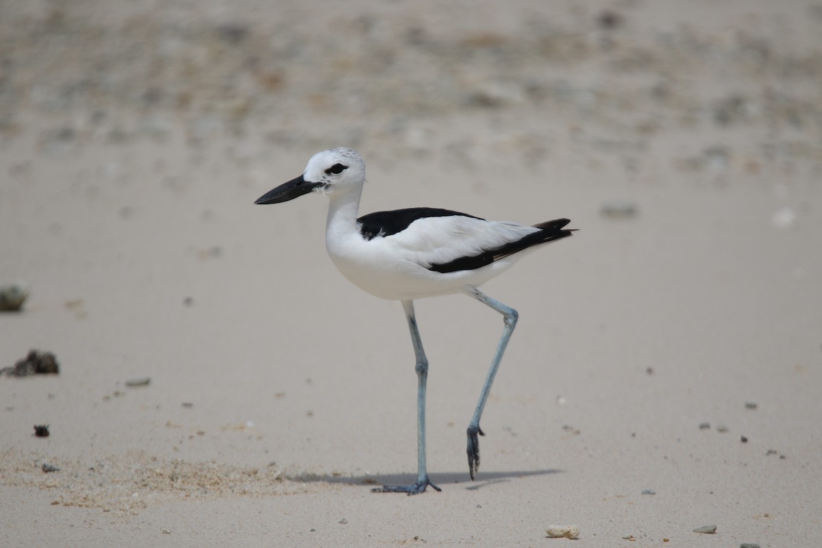 Crab-Plover - ML646779170