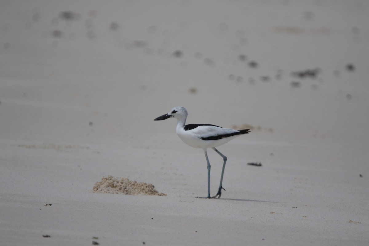 Crab-Plover - ML646779171