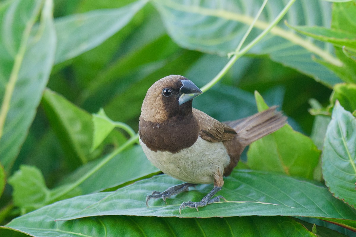 javanonne - ML646779172