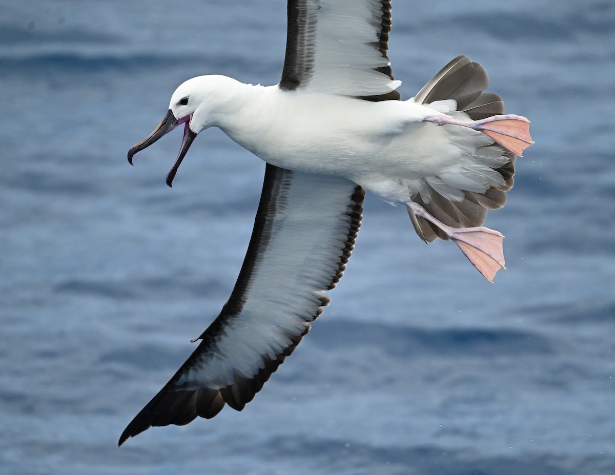 Indian Yellow-nosed Albatross - ML646779173