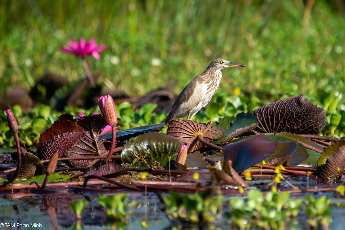 Chinese Pond-Heron - ML646779175