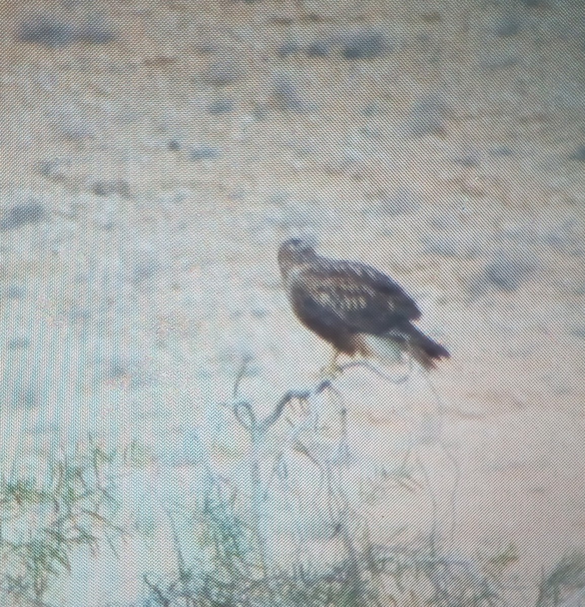 Kızıl Şahin - ML646779176