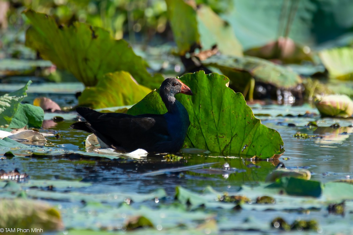 Gray-headed Swamphen - ML646779178