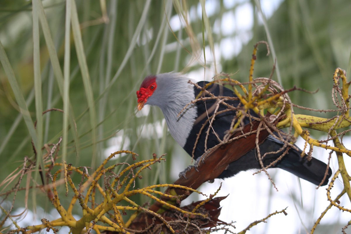 Seychelles Blue-Pigeon - ML646779179