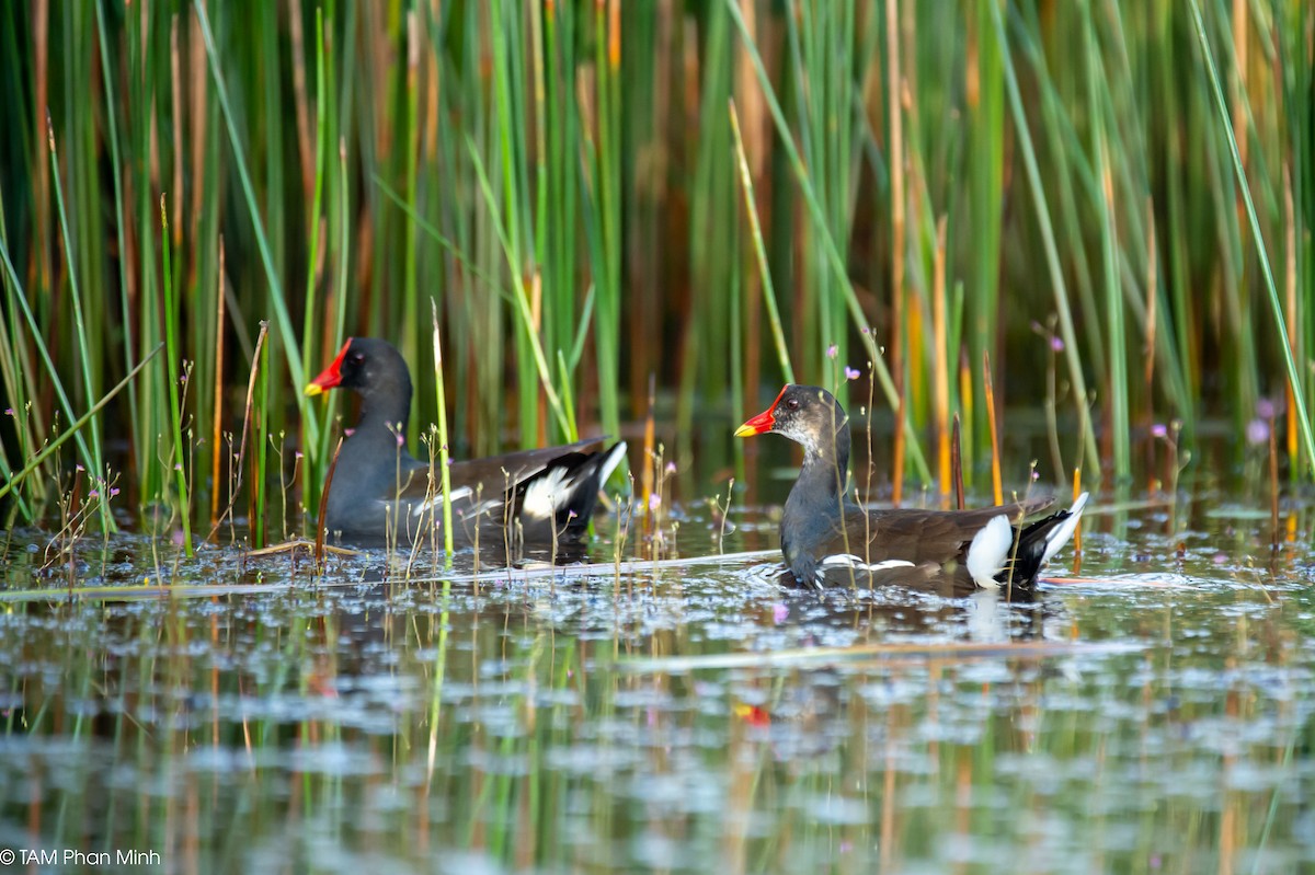 Eurasian Moorhen - ML646779181