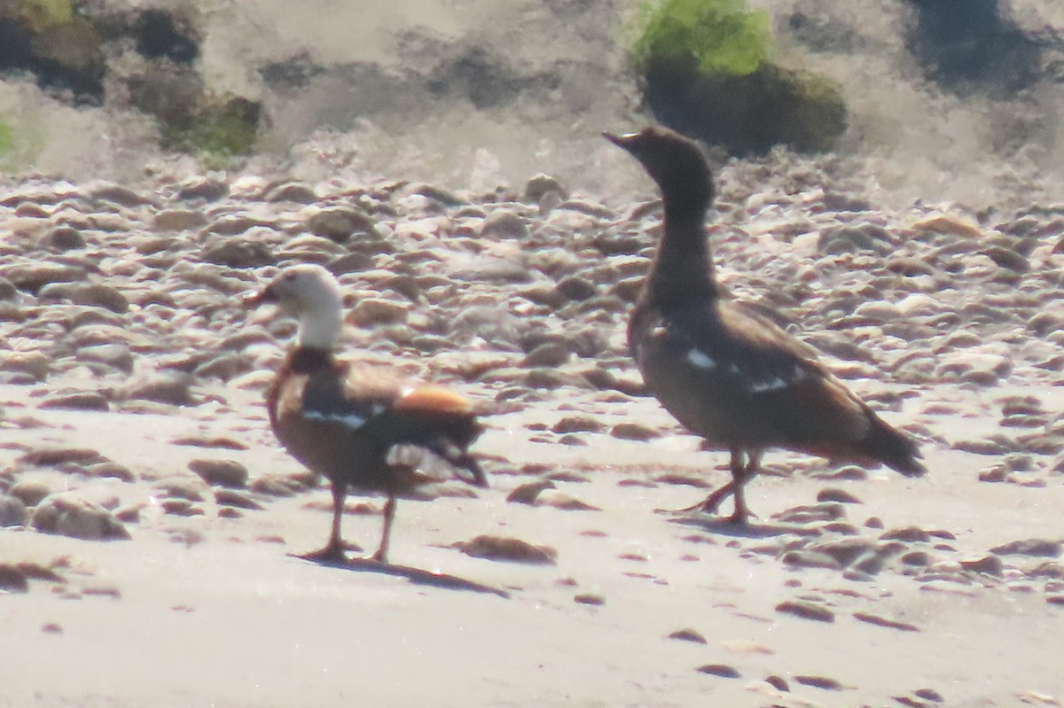 クロアカツクシガモ - ML646779182