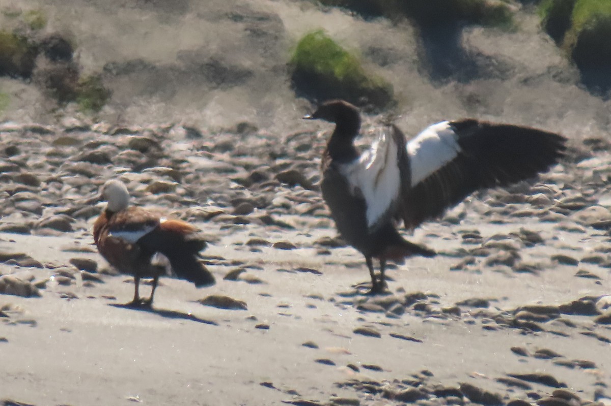 クロアカツクシガモ - ML646779183