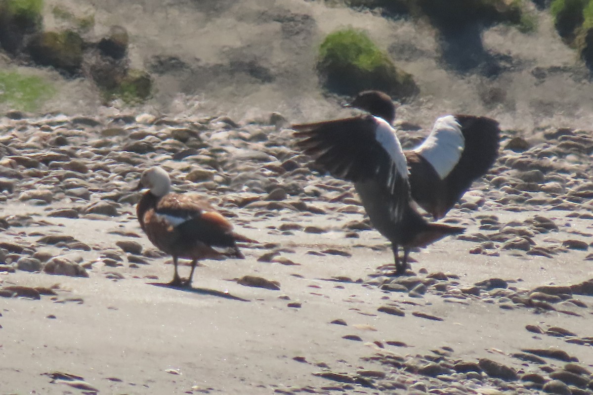 クロアカツクシガモ - ML646779184