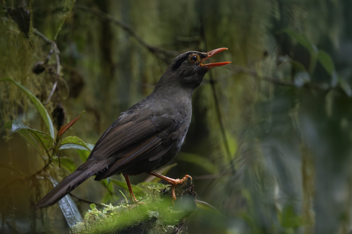 Selebes Ardıcı - ML646779185