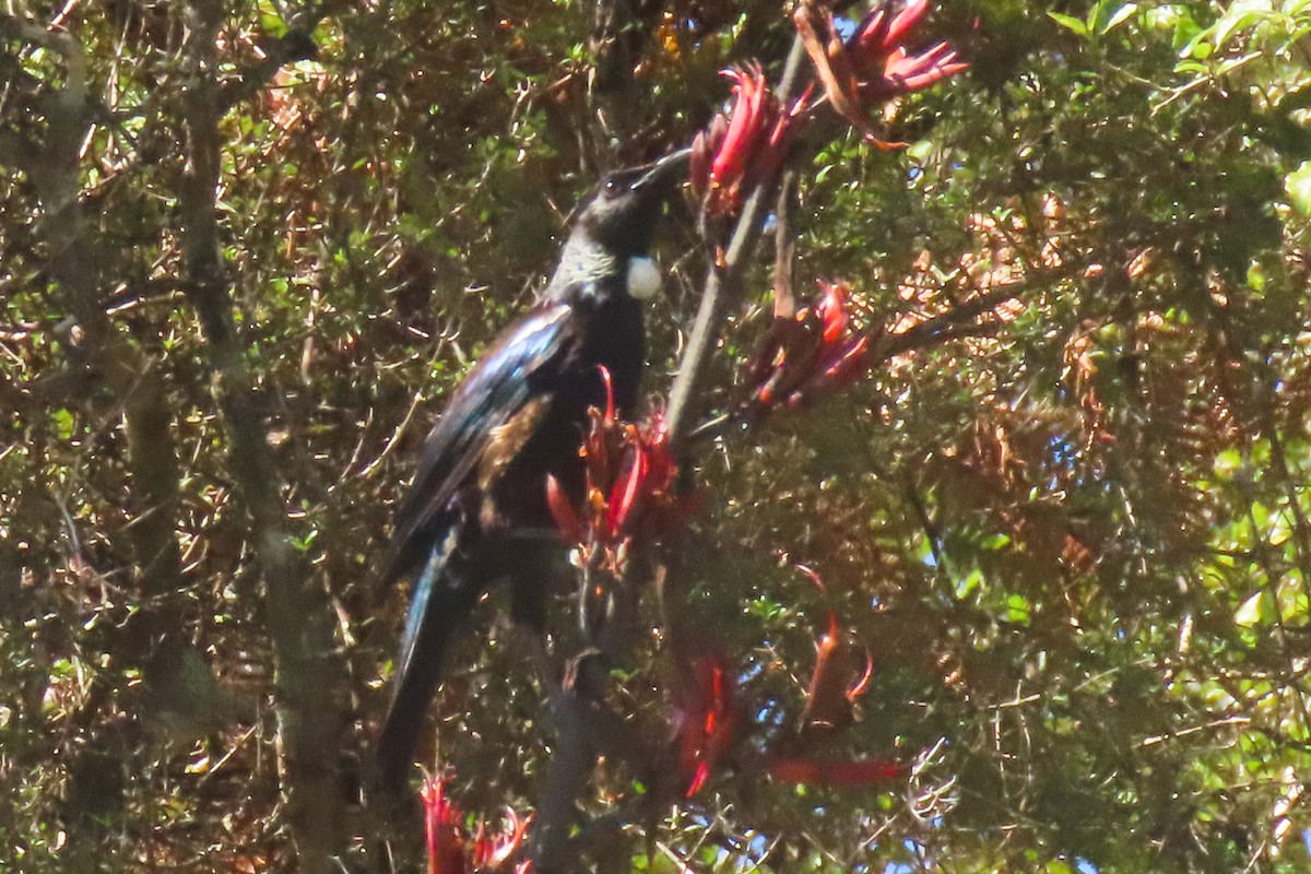 エリマキミツスイ - ML646779186