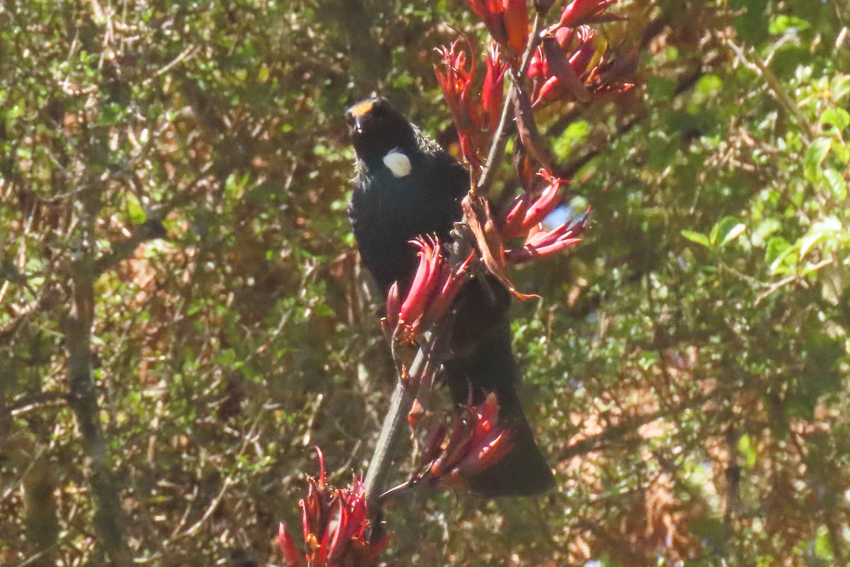 エリマキミツスイ - ML646779187