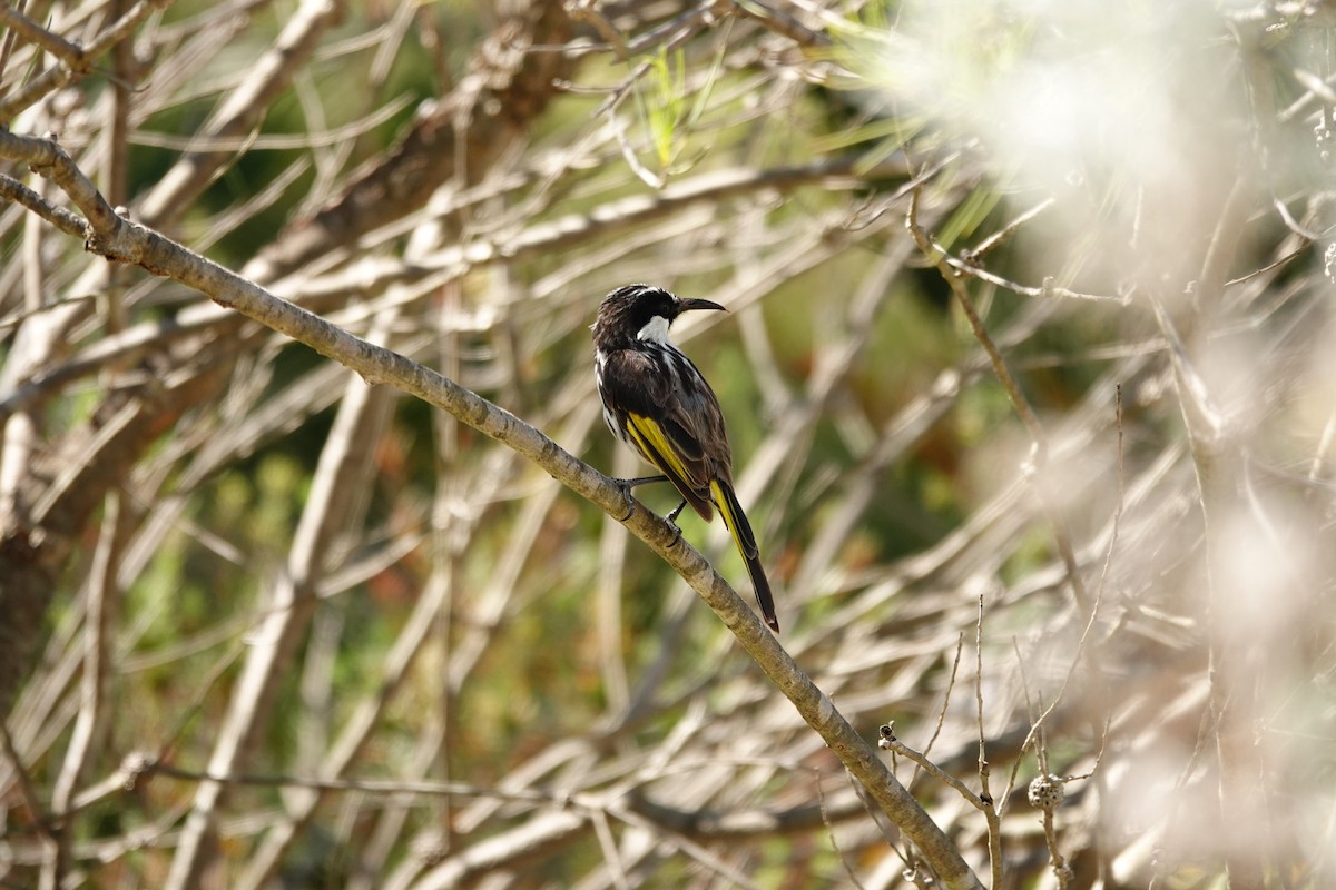 White-cheeked Honeyeater - ML646779188