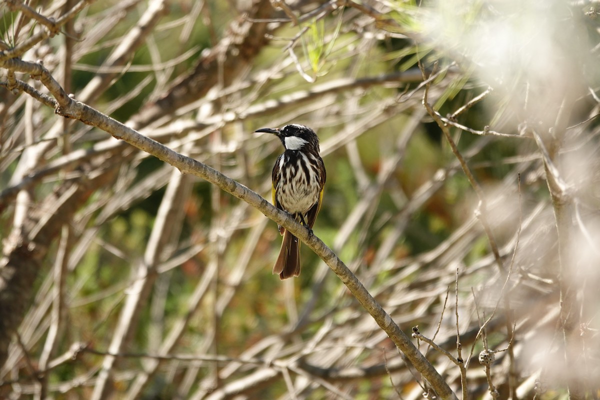 White-cheeked Honeyeater - ML646779189