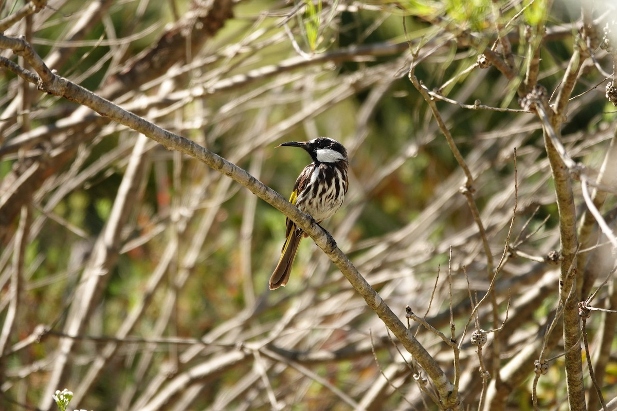 White-cheeked Honeyeater - ML646779190