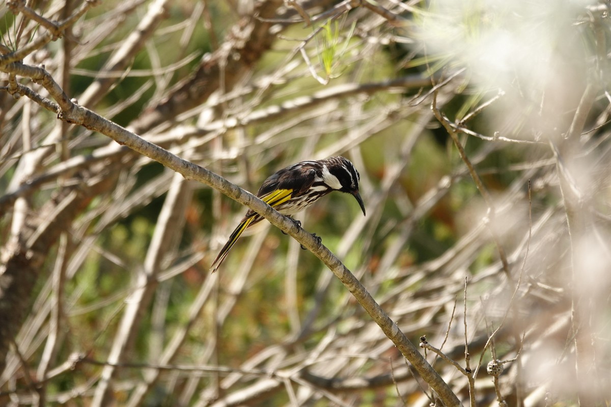 White-cheeked Honeyeater - ML646779191