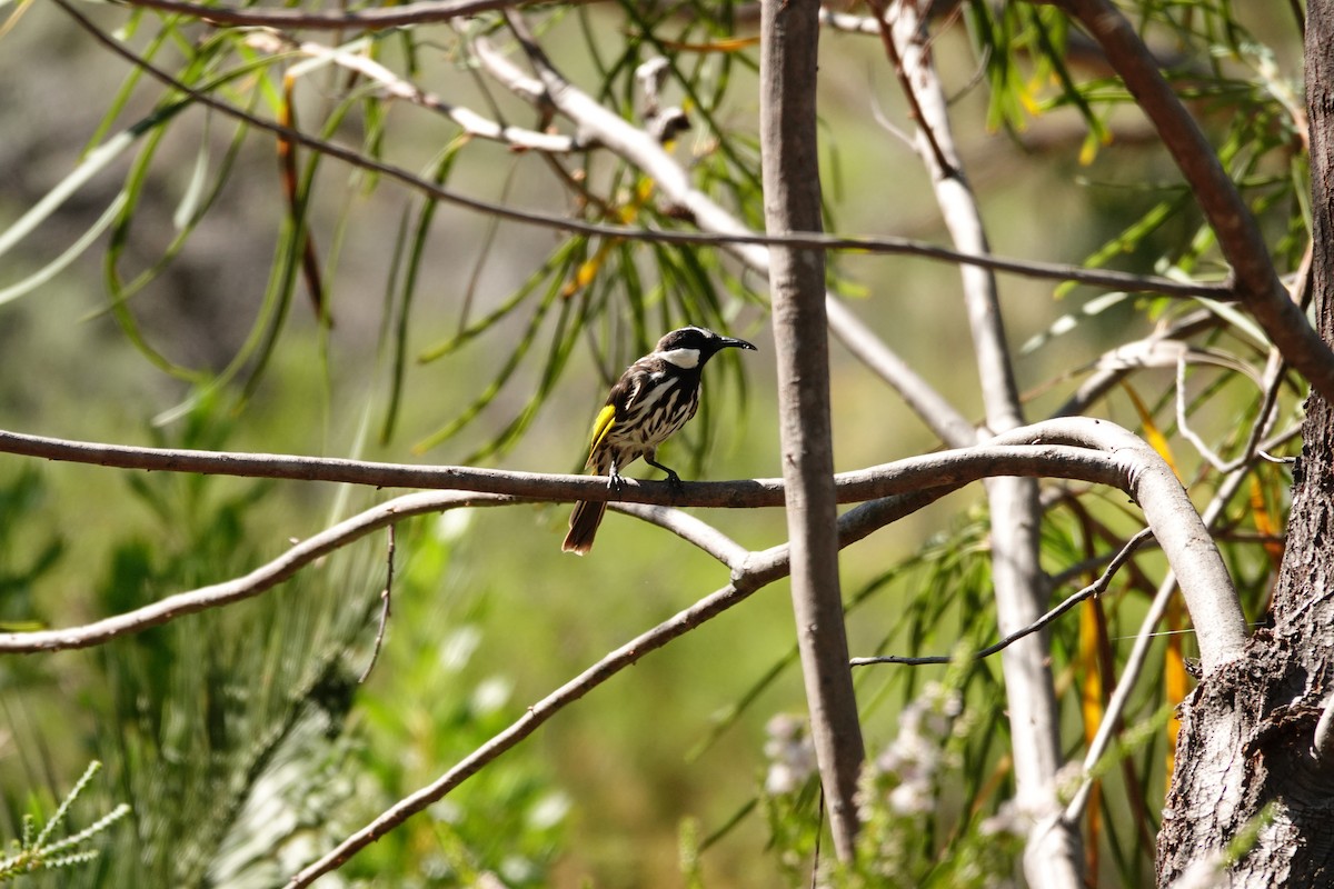 White-cheeked Honeyeater - ML646779192