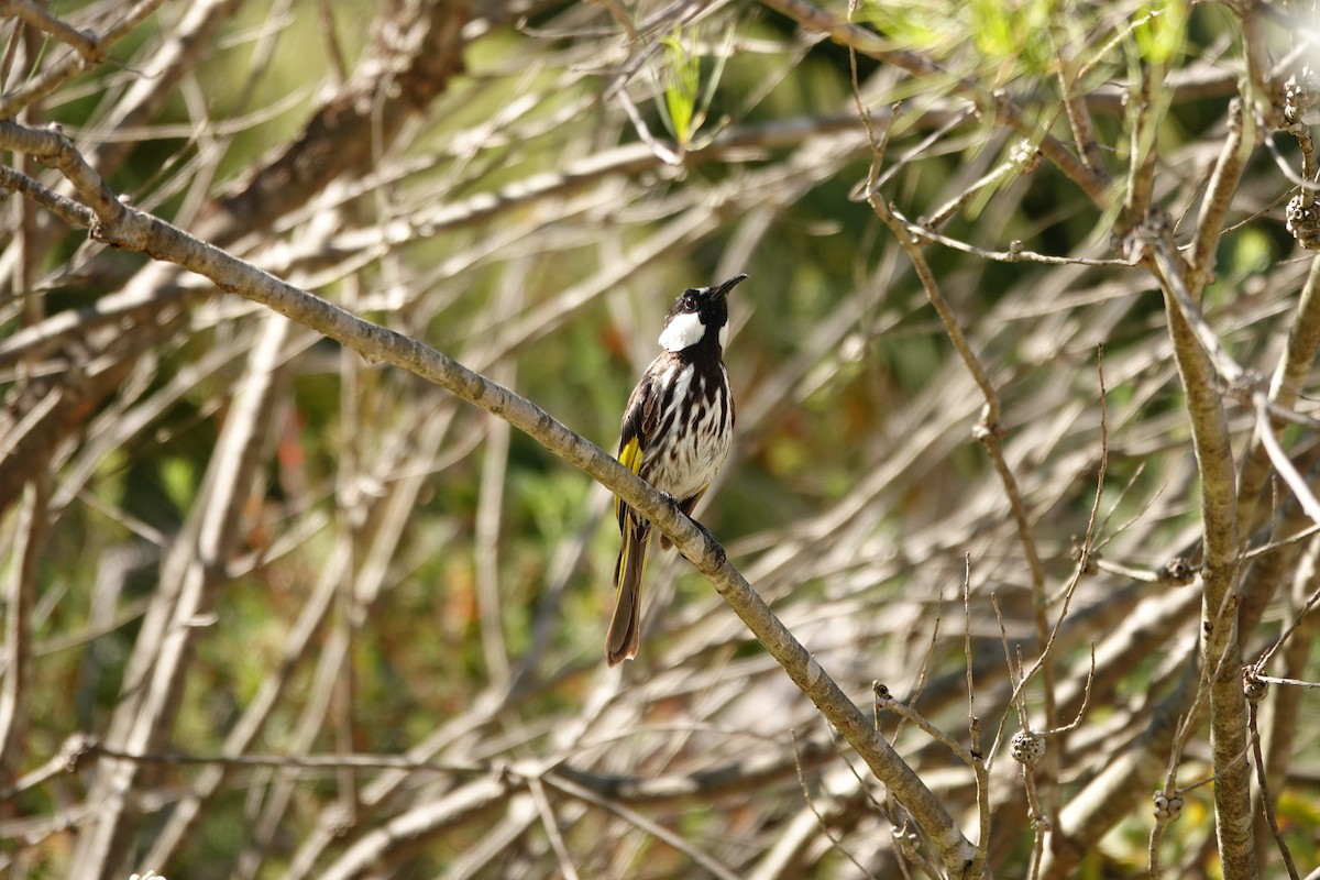 White-cheeked Honeyeater - ML646779193