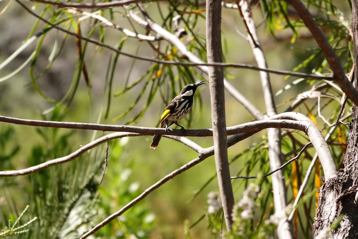 ホオジロキバネミツスイ - ML646779194