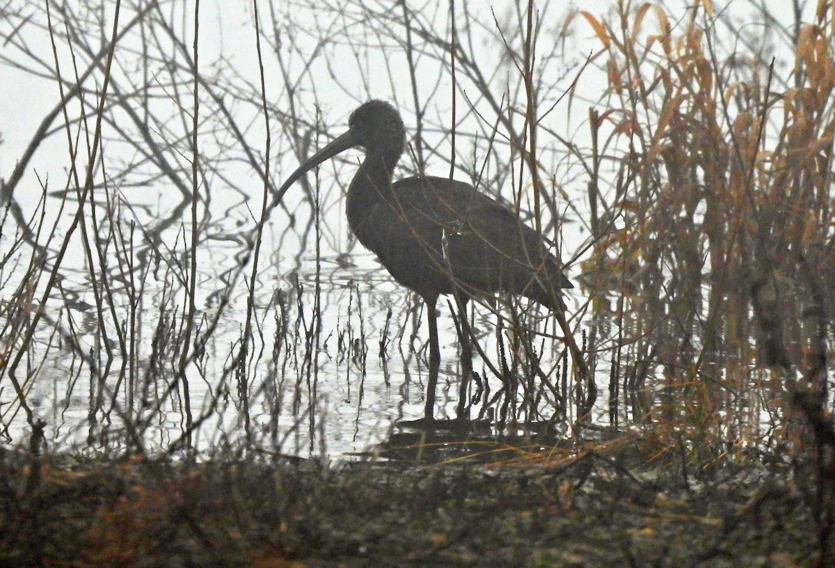 ブロンズトキ - ML646779196