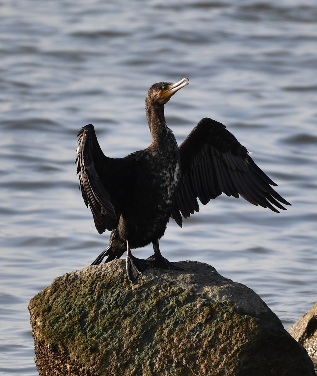 カワウ - ML646779197