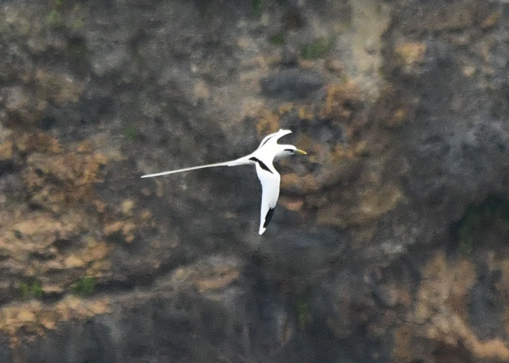 シラオネッタイチョウ - ML646779198