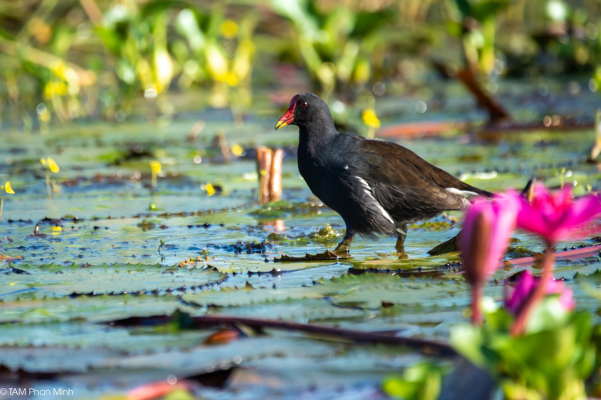 バン - ML646779200